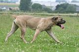 CANE CORSO 1112